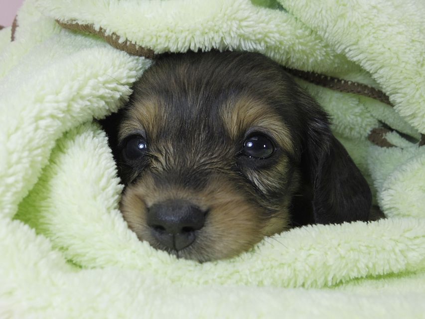 カニンヘン ダックスフンド 子犬 シェーデットレッド 女の子