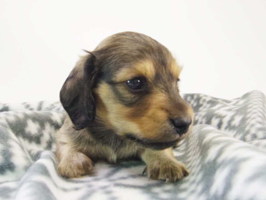 カニンヘン ダックスフンド ベルサス & オスカルの赤ちゃん シェーデットクリーム 女の子