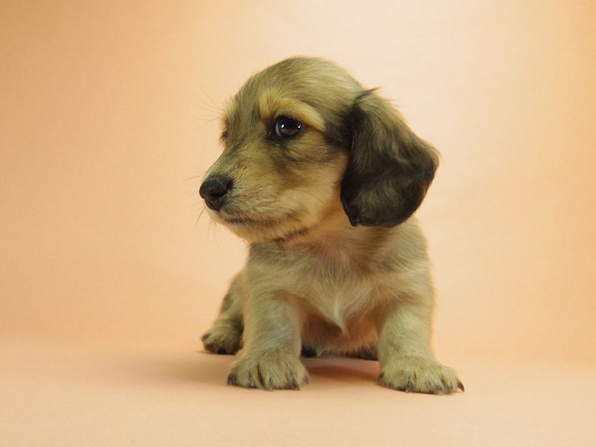 ダックスフンド カニンヘン グリム & オスカルの赤ちゃん