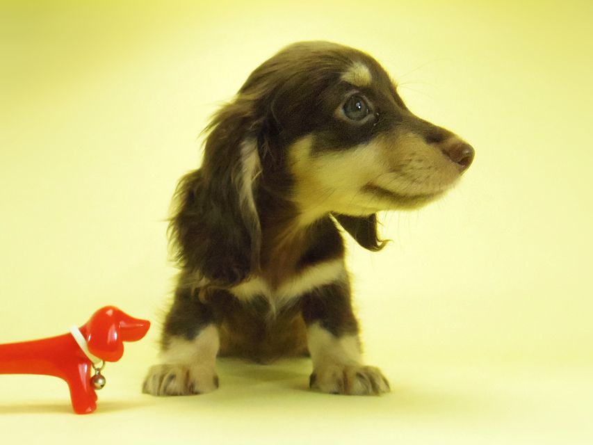 ダックスフンド 黒豆 & アサヒの子犬 チョコクリ 女の子