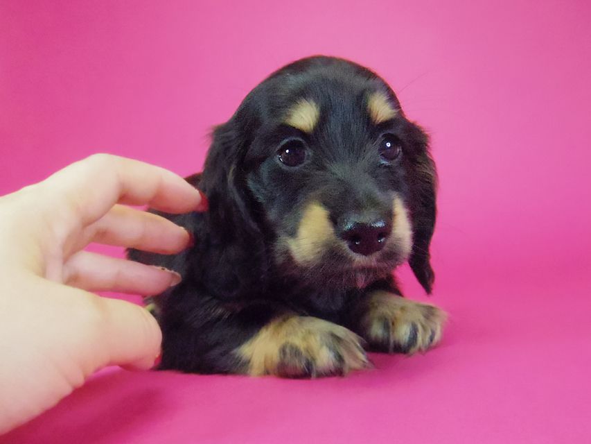 ダックスフンド わかば & 武蔵の子犬 ブラッククリーム 女の子