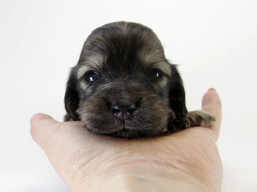 カニンヘン ダックスフンド 子犬 シェーデットクリーム 女の子