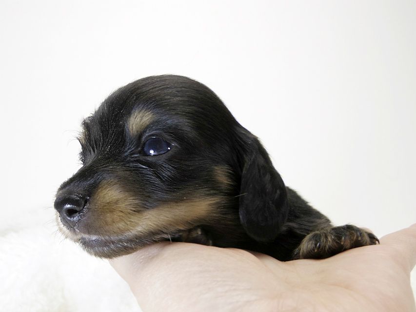 カニンヘン ダックスフンド 子犬 ブラック&タン 男の子