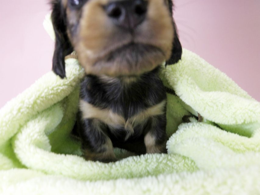 カニンヘン ダックスフンド 子犬 シェーデットレッド 女の子