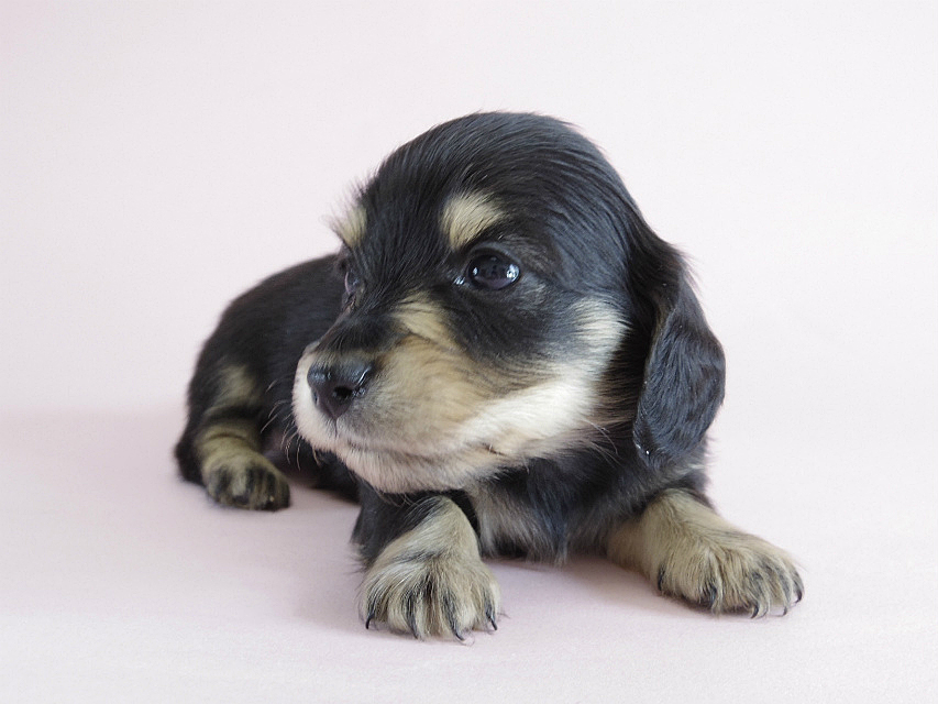 カニヘン　子犬　ブラクリ　男の子