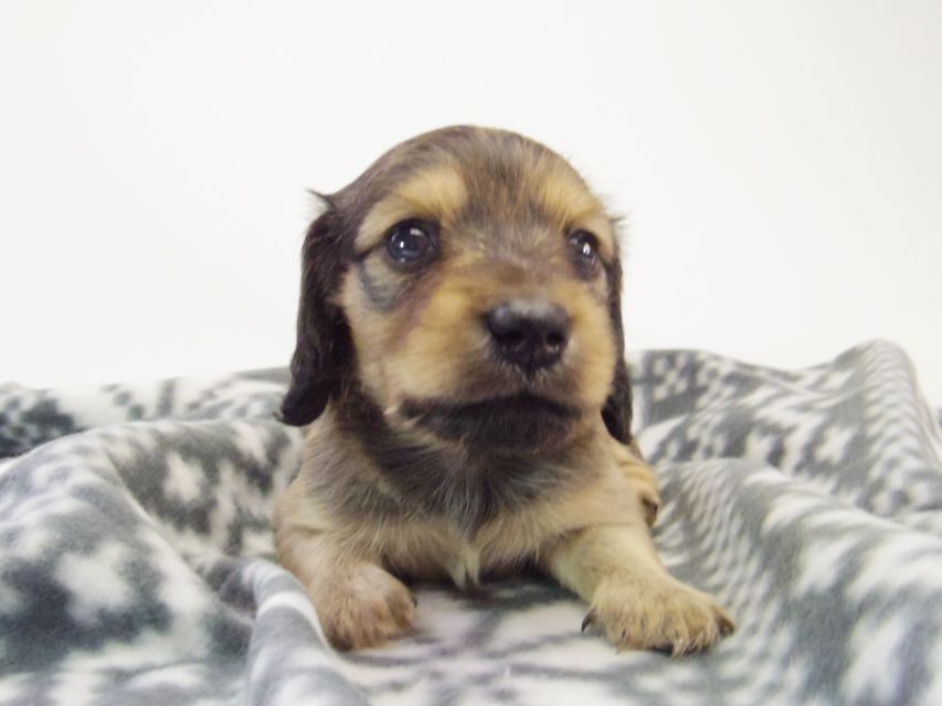 カニンヘン ダックスフンド ベルサス & オスカルの赤ちゃん シェーデットクリーム 女の子