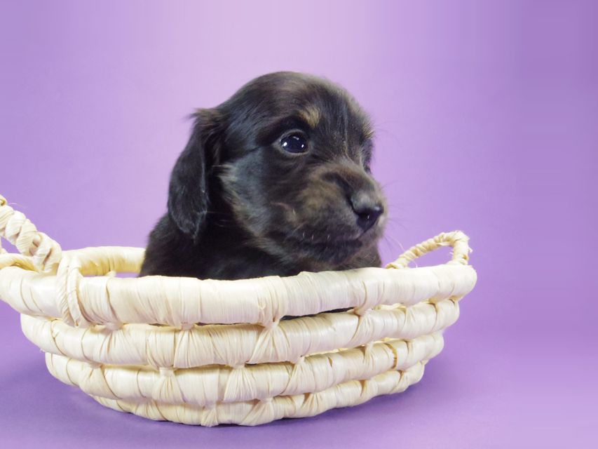 カニンヘン ダックスフンド グリム & オスカルの赤ちゃん ブラタン 男の子