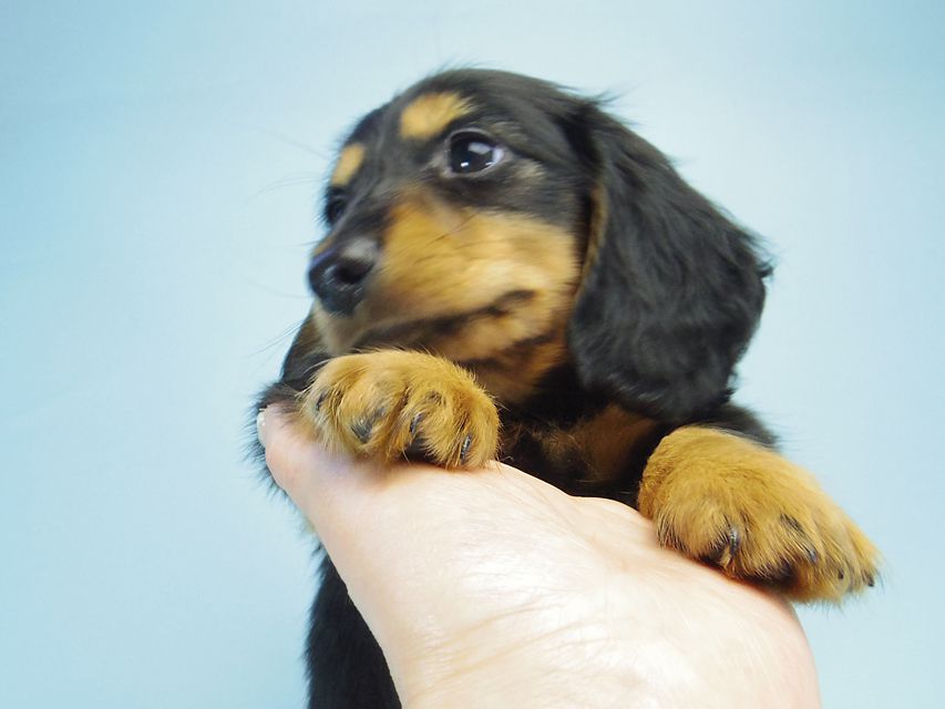 カニンヘン ダックスフンド小夏.ib & ジムダンディの赤ちゃん ブラックタン 男の子070 カニンヘン ダックスフンド小夏.ib & ジムダンディの赤ちゃん ブラックタン 男の子