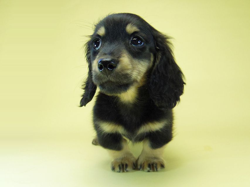 カニンヘン ダックスフンド ソルト & MONKEY D. LUFFYの子犬 11/21生まれ ブラッククリーム 男の子