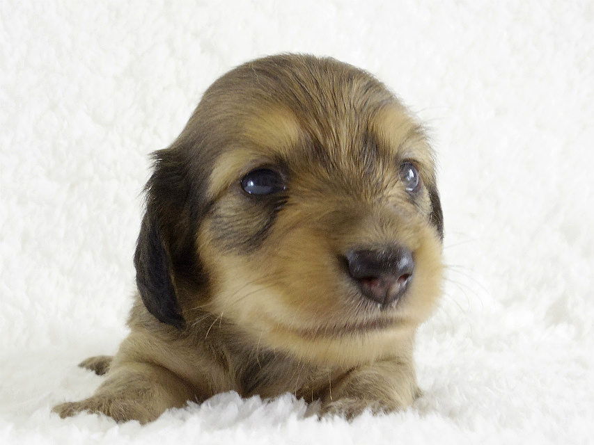 カニンヘン 子犬 シェーデットクリーム男の子 カニンヘン 子犬 シェーデットクリーム男の子