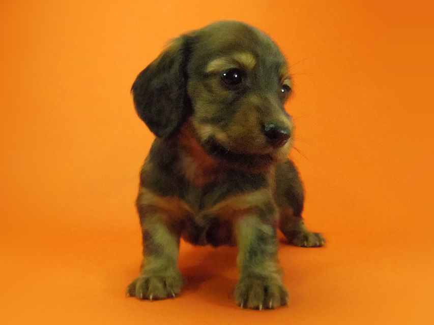 ダックスフンド ルヒィ & ジムダンディの子犬 レッド 男の子070 ダックスフンド ルヒィ & ジムダンディの子犬 レッド 男の子