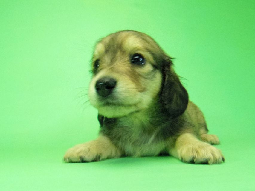 ダックスフンド わかば & 武蔵の子犬 シェーデットクリーム 女の子③