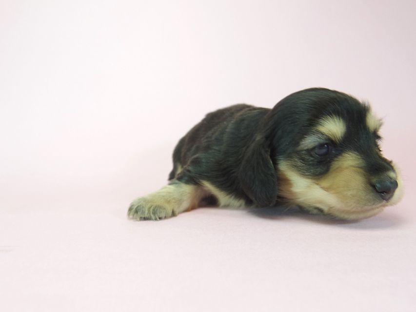 ダックスフンド ラム.mi & アサヒの赤ちゃん ブラッククリーム 女の子070 ダックスフンド ラム.mi & アサヒの赤ちゃん ブラッククリーム 女の子