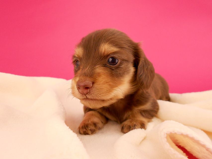 カニンヘンダックス ウズメ & クッキーの子犬 チョコイエロー 女の子