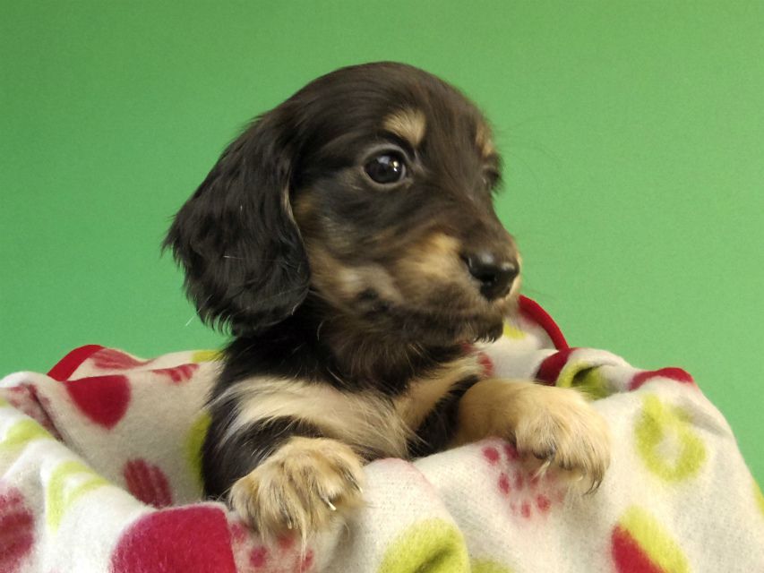 カニンヘン ダックスフンド ブラッククリーム男の子