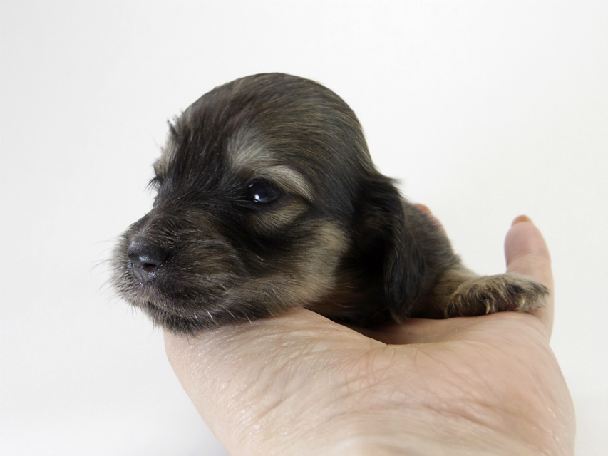 カニンヘン ダックスフンド 子犬 シェーデットクリーム 女の子
