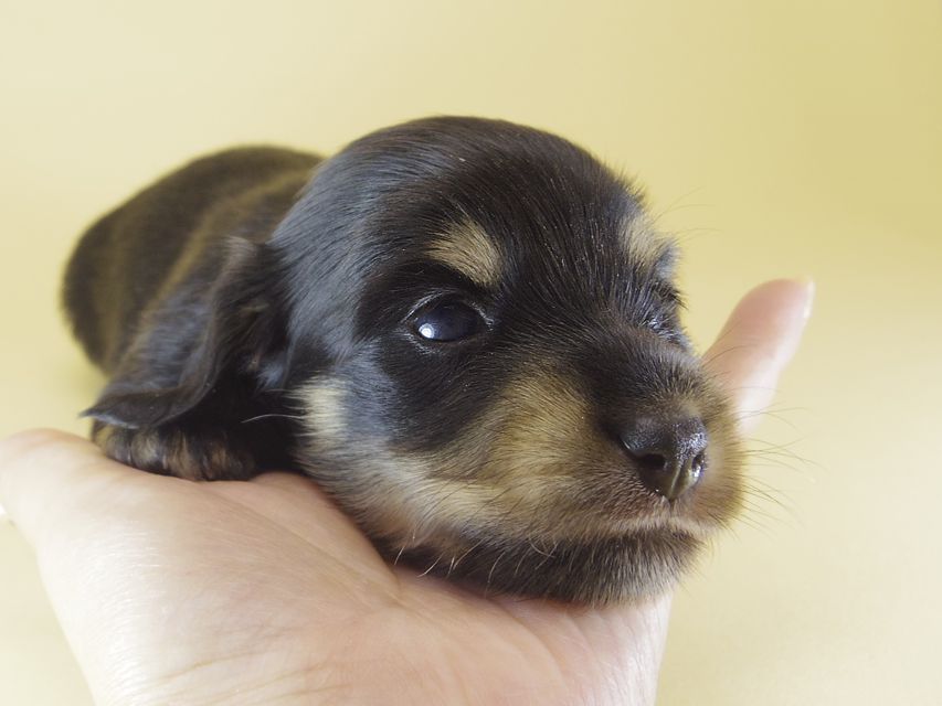 カニンヘン ダックスフンド ハナビ & オスカルの赤ちゃん 7/17生まれ071 カニンヘン ダックスフンド ハナビ & オスカルの赤ちゃん 7/17生まれ