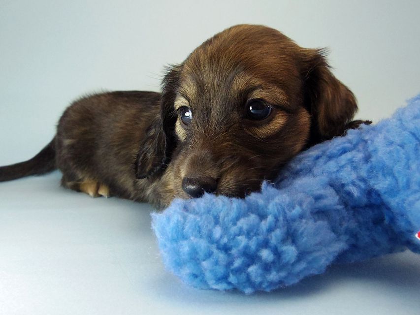 ミニチュアダックス エイドリアン & ジムの赤ちゃん シェーデットクリーム 男の子