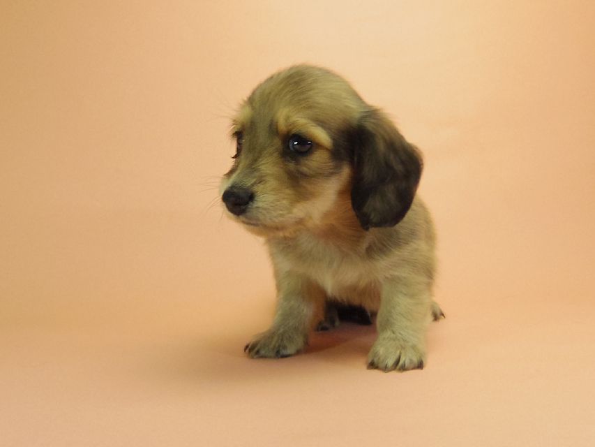 ダックスフンド カニンヘン グリム & オスカルの赤ちゃん