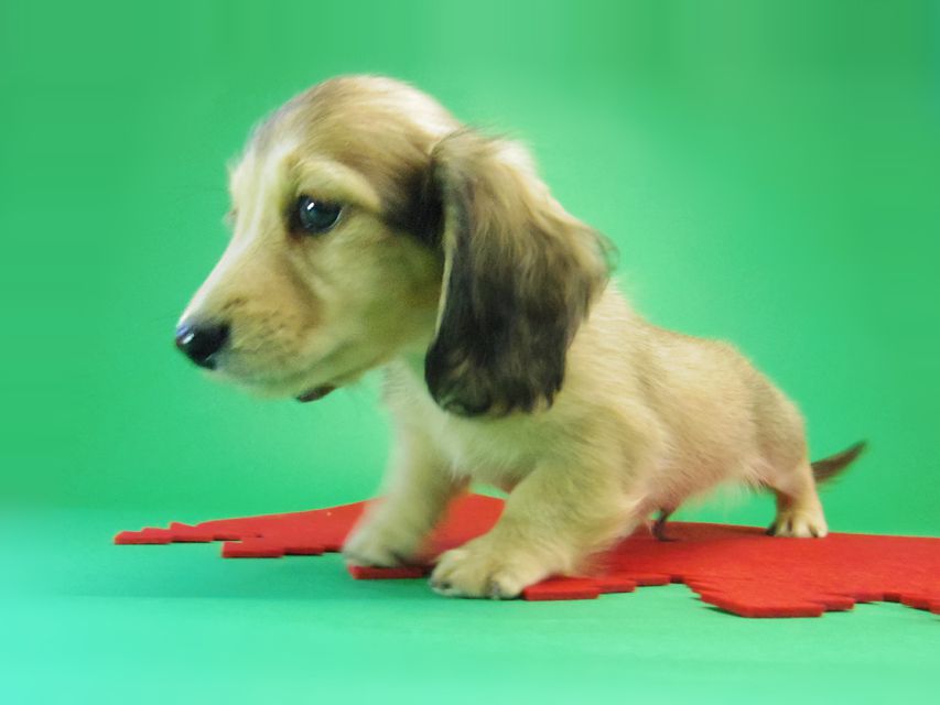 ダックスフンド カニンヘン グリム & オスカルの赤ちゃん