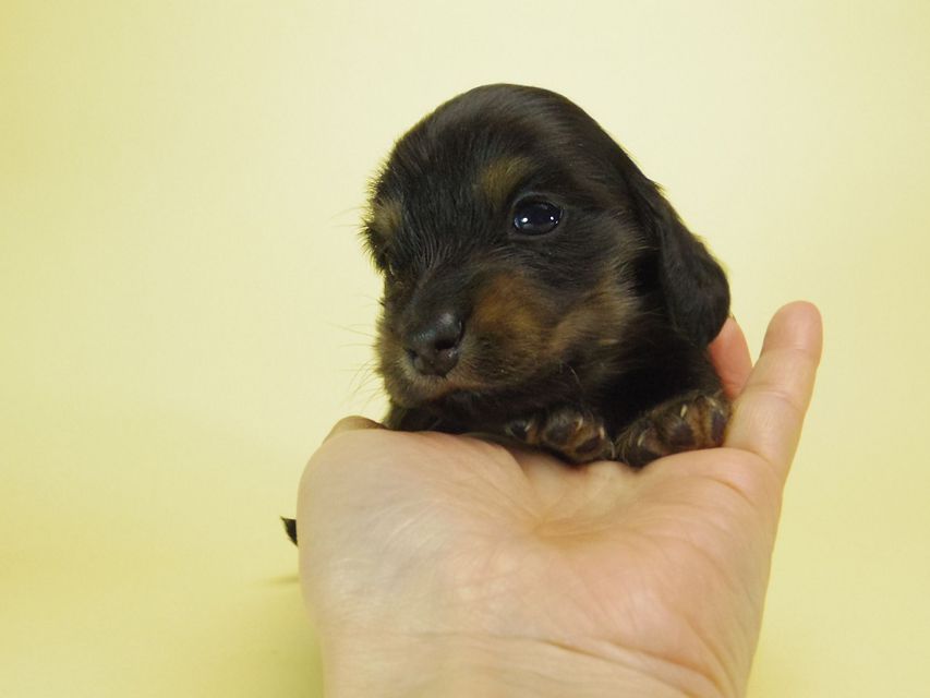 ダックスフンド チェルシー & AQUARIONの子犬 ブラックタン 男の子