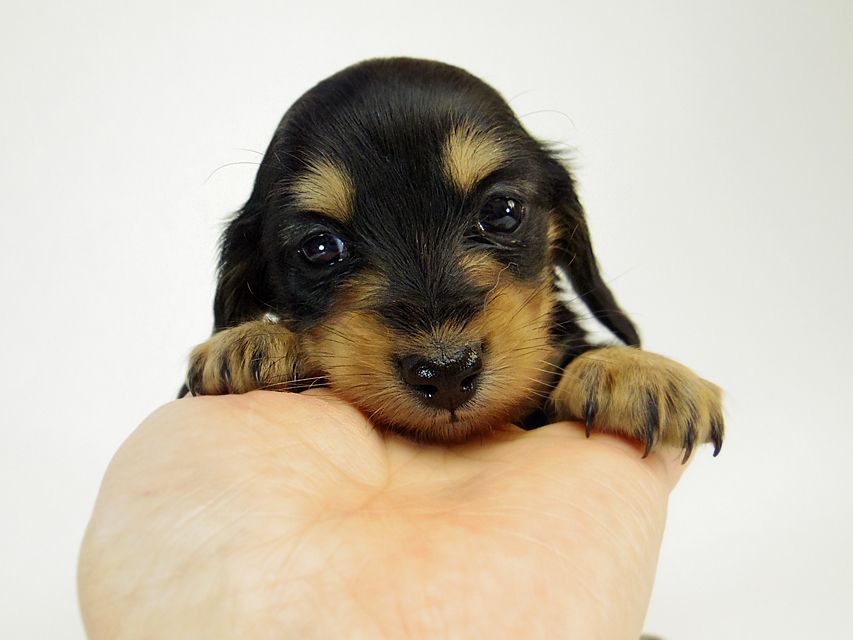 カニンヘン ダックスフンド すもも.ky & オスカルの赤ちゃん