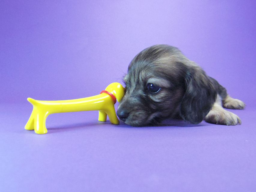 ダックスフンド カニンヘン マンドレ & ジムダンディの子犬 シェーデットクリーム 女の子