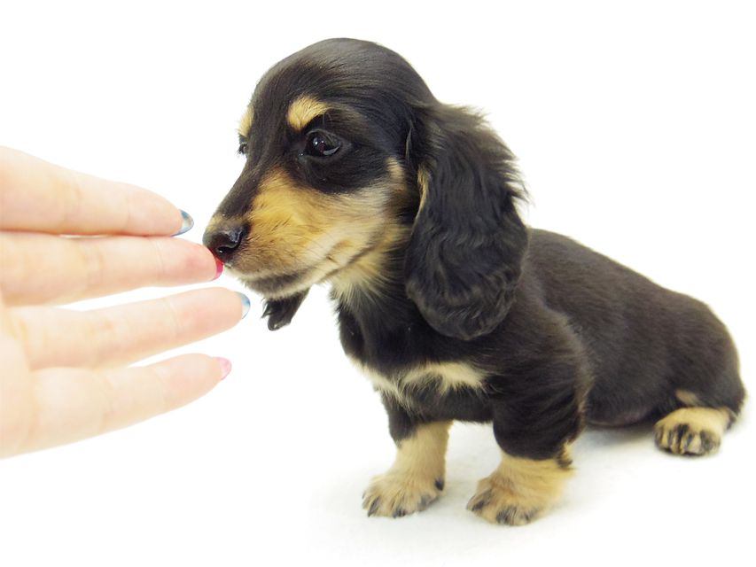 ダックスフンド カニンヘン なると & オスカルの子犬 ブラッククリーム 女の子071 ダックスフンド カニンヘン なると & オスカルの子犬 ブラッククリーム 女の子