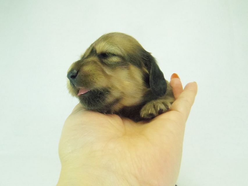 ダックスフンド アンジュ & ジムダンディーの子犬 シェーデットクリーム 女の子②071 ダックスフンド アンジュ & ジムダンディーの子犬 シェーデットクリーム 女の子②