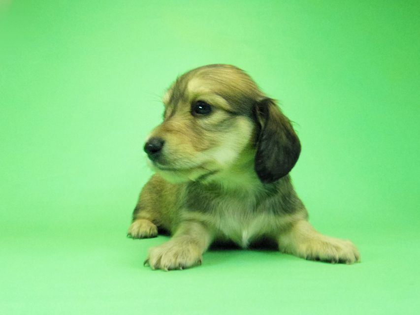 ダックスフンド わかば & 武蔵の子犬 シェーデットクリーム 女の子③