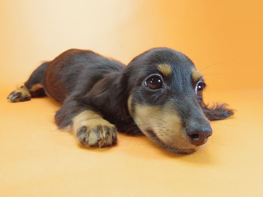 ダックスフンド ルヒィ & ジムダンディの子犬 ブラタン 男の子071 ダックスフンド ルヒィ & ジムダンディの子犬 ブラタン 男の子