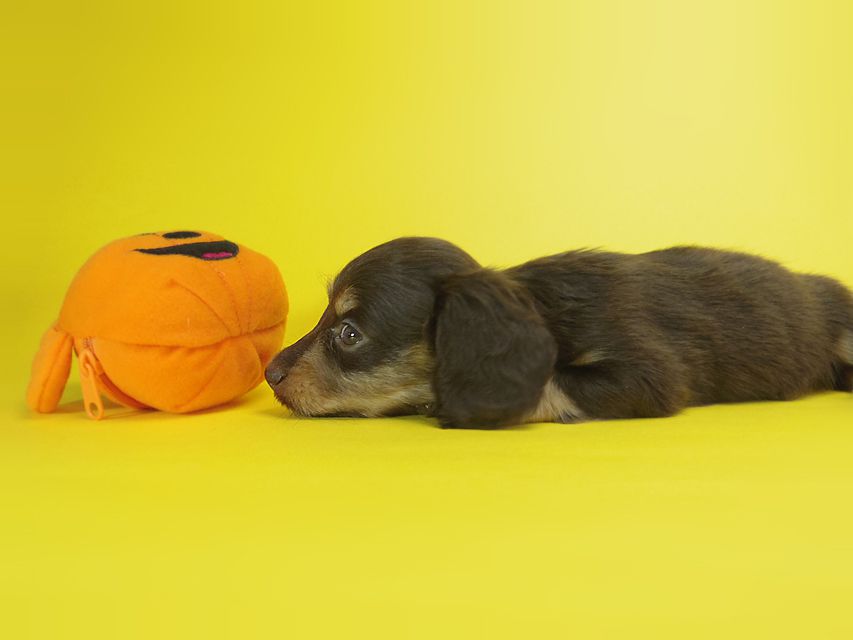 ダックスフンド ピノ & アレックスの赤ちゃん チョコタン 男の子