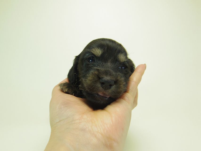 ダックスフンド ミニチュアダックス リールー & ジムダンディの子犬 ブラッククリーム 女の子 お写真初登場071 ダックスフンド ミニチュアダックス リールー & ジムダンディの子犬 ブラッククリーム 女の子 お写真初登場