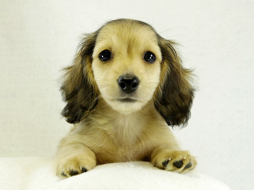 カニヘンダックス シェーデットクリーム 男の子 カニヘンダックス シェーデットクリーム 男の子