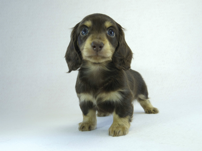 カニヘン　子犬　チョコクリ女の子