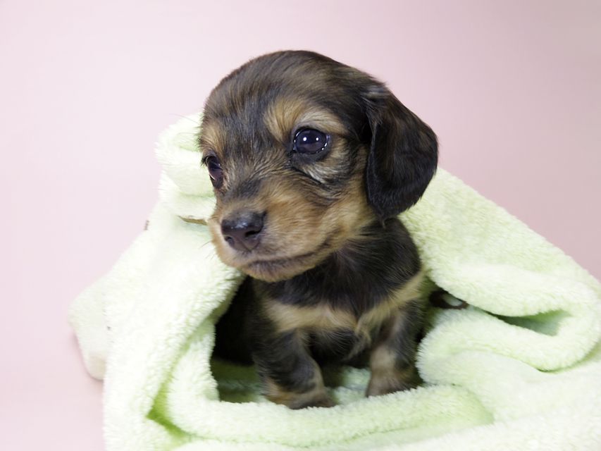 カニンヘン ダックスフンド 子犬 シェーデットレッド 女の子
