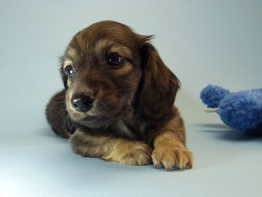 ミニチュアダックス エイドリアン & ジムの赤ちゃん シェーデットクリーム 男の子