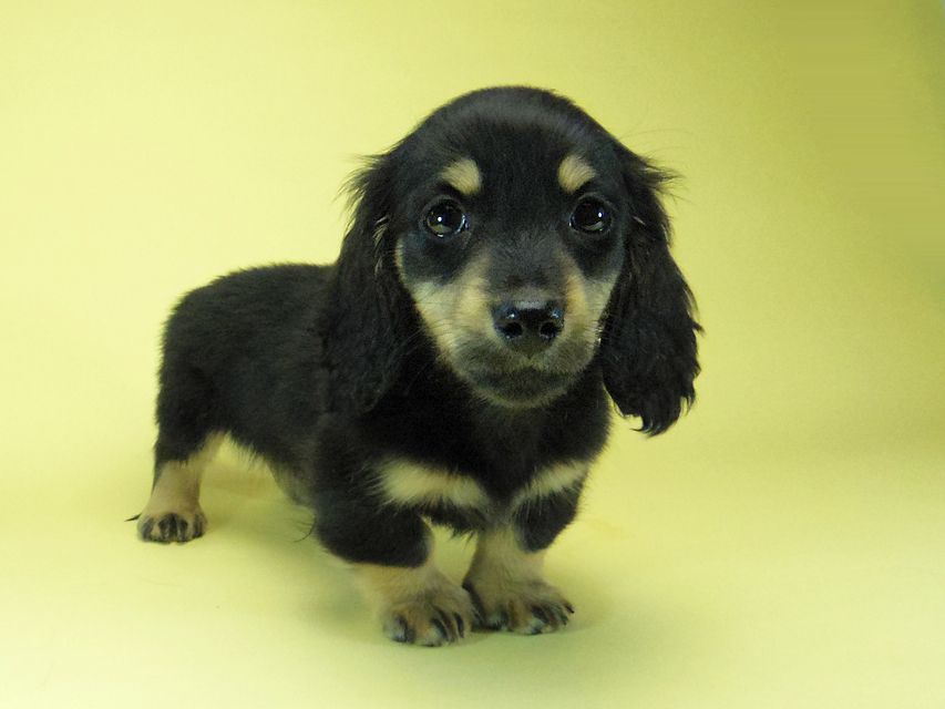 カニンヘン ダックスフンド ソルト & MONKEY D. LUFFYの子犬 11/21生まれ ブラッククリーム 男の子