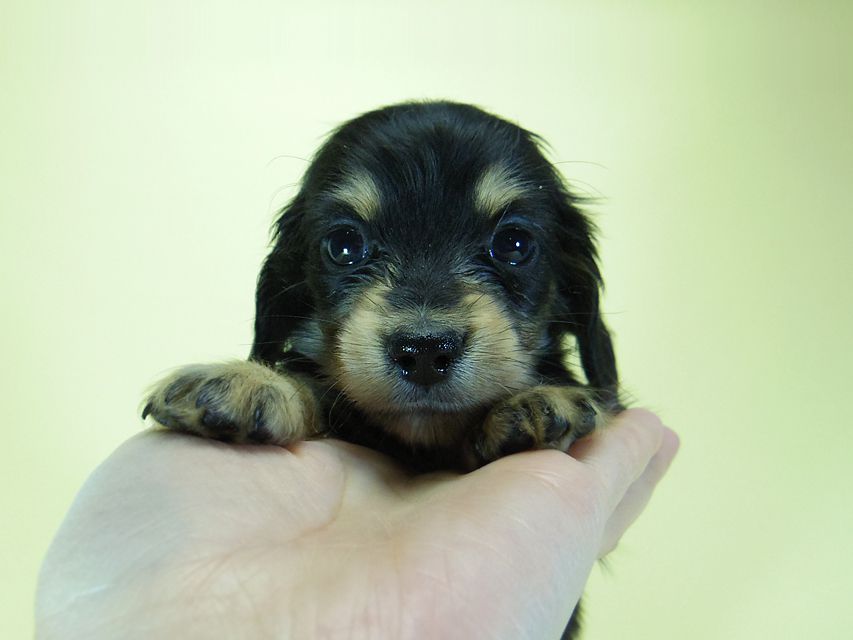 ダックスフンド?カニンヘン?SHELLY.miの子犬 ブラッククリーム 男の子