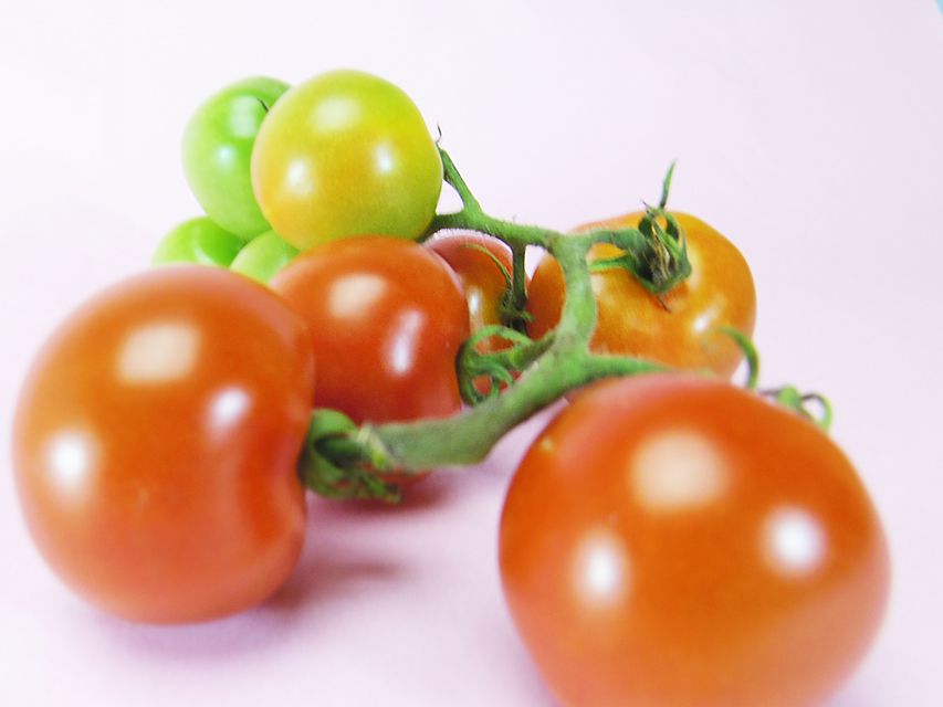 ダックスフンド ローラ.mi & アレックス ブラッククリーム 女の子① お写真初登場072 ダックスフンド ローラ.mi & アレックス ブラッククリーム 女の子① お写真初登場