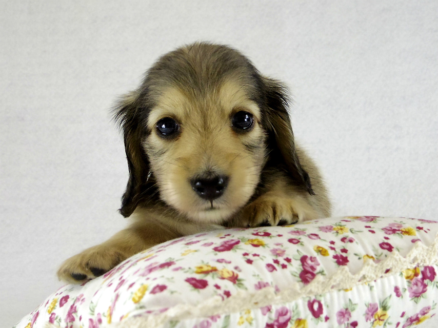 カニヘンダックス シェーデットクリーム男の子 カニヘンダックス シェーデットクリーム男の子