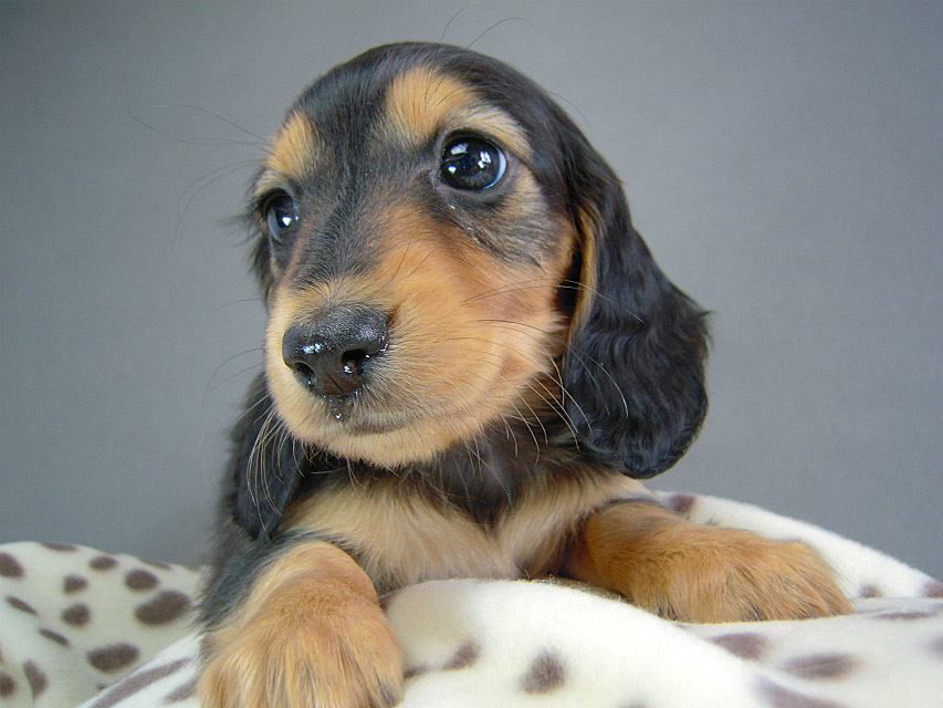 カニヘン　子犬　ブラタン女の子
