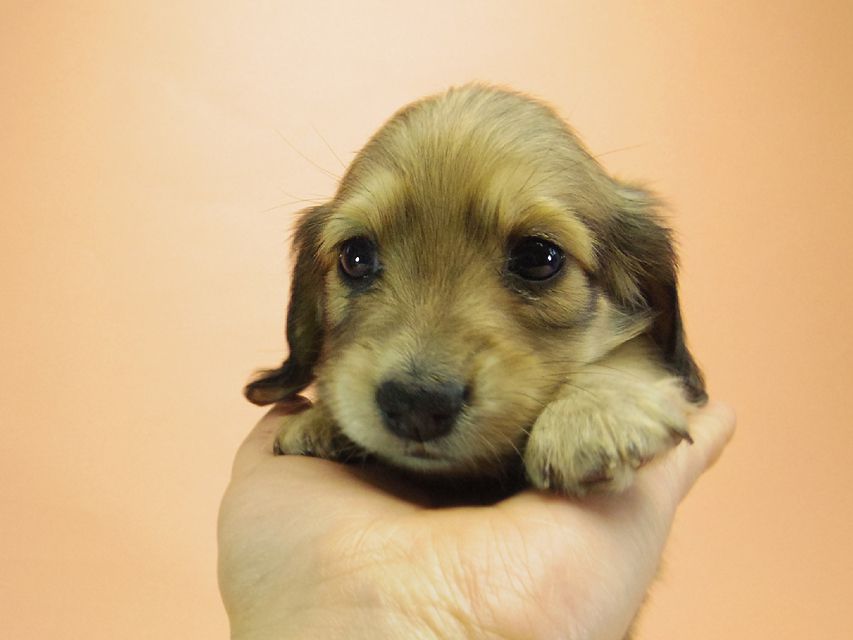 ダックスフンド カニンヘン グリム & オスカルの赤ちゃん