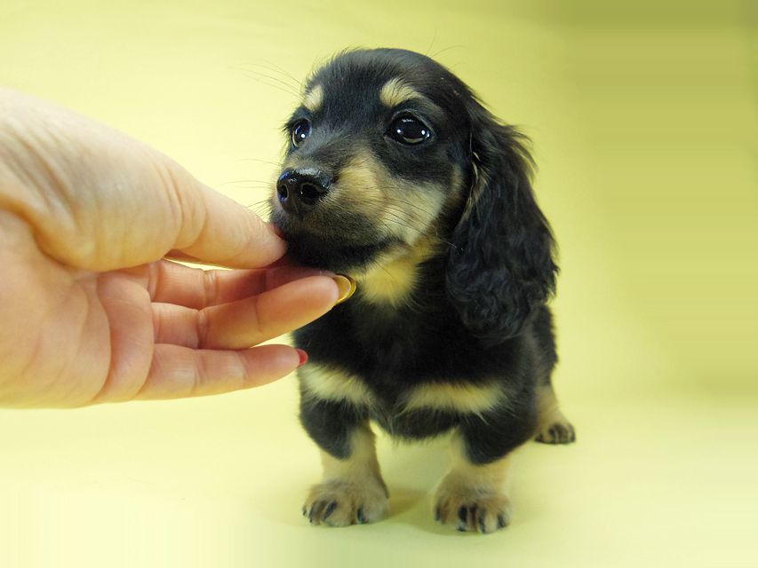 カニンヘン ダックスフンド ソルト & MONKEY D. LUFFYの子犬 11/21生まれ ブラッククリーム 男の子