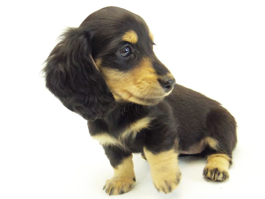 ダックスフンド カニンヘン なると & オスカルの子犬 ブラッククリーム 女の子073 ダックスフンド カニンヘン なると & オスカルの子犬 ブラッククリーム 女の子