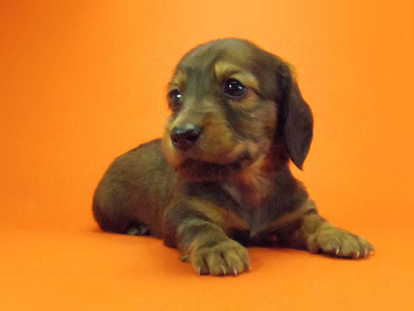 ダックスフンド ルヒィ & ジムダンディの子犬 レッド 男の子073 ダックスフンド ルヒィ & ジムダンディの子犬 レッド 男の子