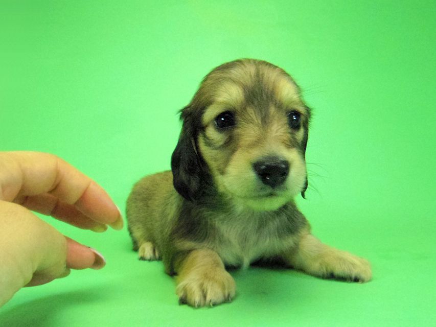 ダックスフンド わかば & 武蔵の子犬 シェーデットクリーム 女の子③