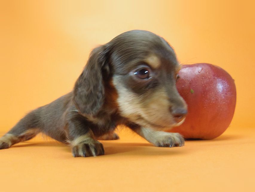 ダックスフンド ピノ & アレックスの赤ちゃん チョコタン 女の子②