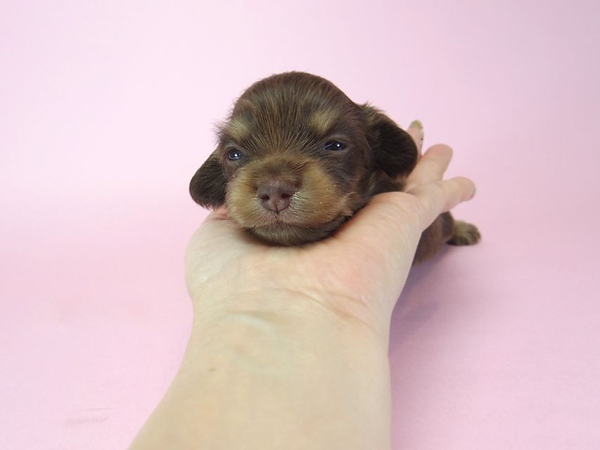 ダックスフンド ラム.mi & アサヒの赤ちゃん チョコクリーム 女の子