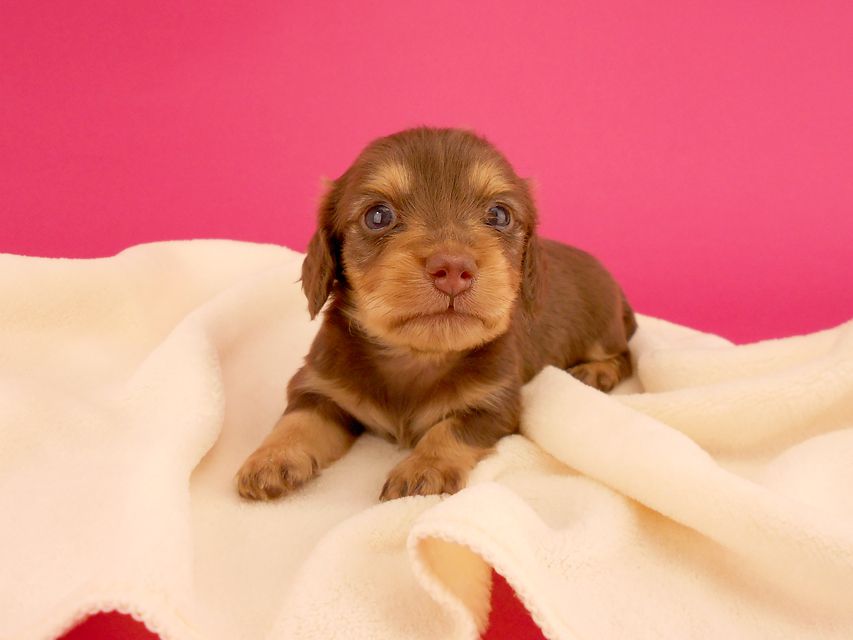 カニンヘンダックス ウズメ & クッキーの子犬 チョコイエロー 女の子
